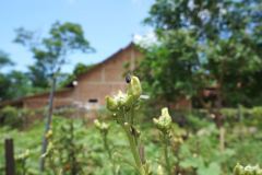 Usaha Peternakan Masyarakat Desa Tubanan