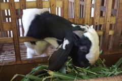 Usaha Peternakan Masyarakat Desa Tubanan